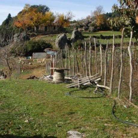 Lepiana, cultivation, LEPIANA (Village) EVRYTANIA