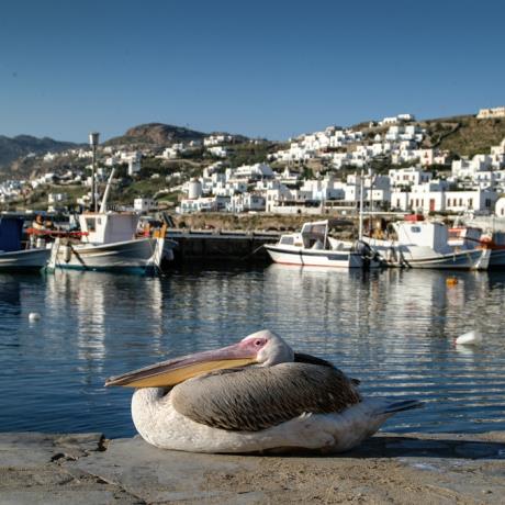 The legendary pelican Petros resting at Gialos, GIALOS MYKONOS (City quarter) MYKONOS