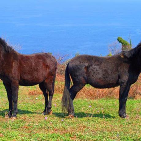 Άλογα στους αγρούς, ΠΗΛΙΟΝ (Βουνό) ΜΑΓΝΗΣΙΑ