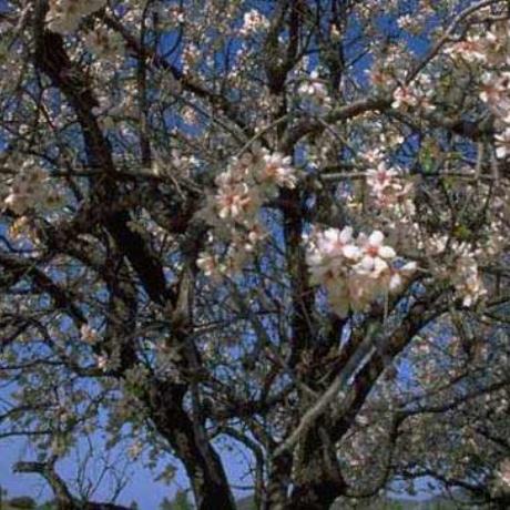 Almond tree, CORINTHIA (Prefecture) PELOPONNISOS