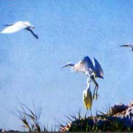 Amvrakikos Gulf, birds, AMVRAKIKOS GULF (Gulf) EPIRUS