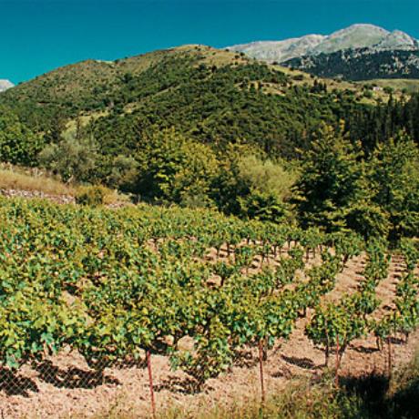 Achaia land is full of vineyards for the production, mostly, of wine & raisins, ACHAIA (Prefecture) GREECE