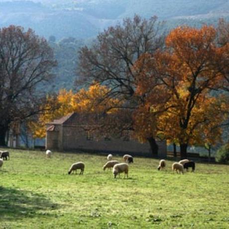 Neo Argyri, a flock of sheep, NEO ARGYRI (Village) EVRYTANIA