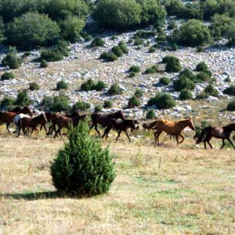Menikio, a herd of horses, MENIKIO (Mountain) SERRES