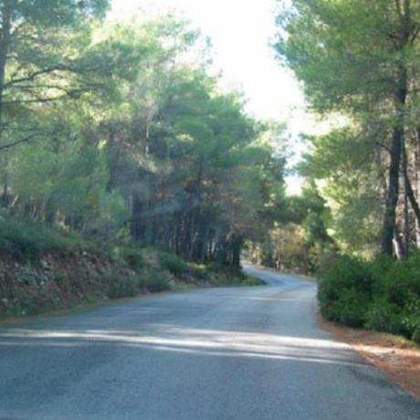 Psatha, road among trees, PSATHA (Settlement) ATTICA, WEST