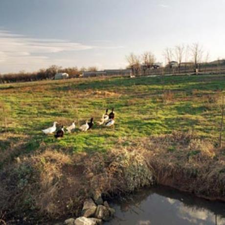 Eleftheres, a flock of ducks, ELEFTHERES (Village) LARISSA