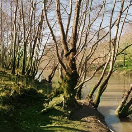 Pinios, riparian vegetation, PINIOS (River) THESSALIA