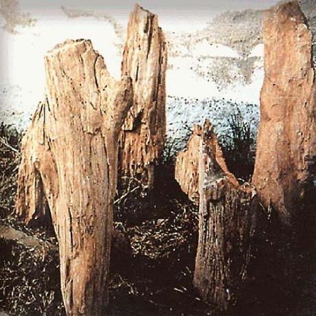 Nostimo fossilized forest - the fossilized forest that has been discovered in the area is 20.000.000 yrs old, NOSTIMO (Village) KASTORIA