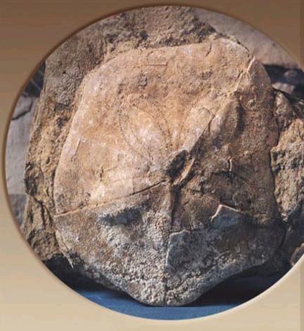 Nostimo fossilized forest - fossils of the Paleolithic era NOSTIMO (Village) KASTORIA