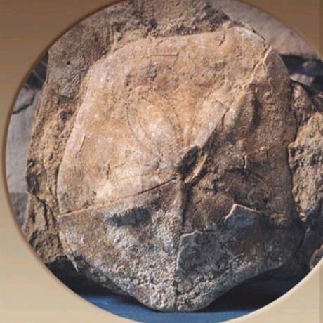 Nostimo fossilized forest - fossils of the Paleolithic era, NOSTIMO (Village) KASTORIA