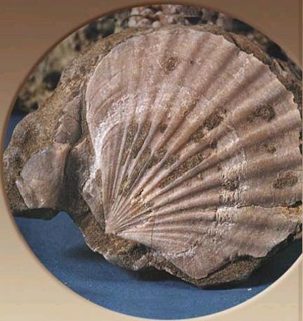 Nostimo fossilized forest - sea fossils NOSTIMO (Village) KASTORIA