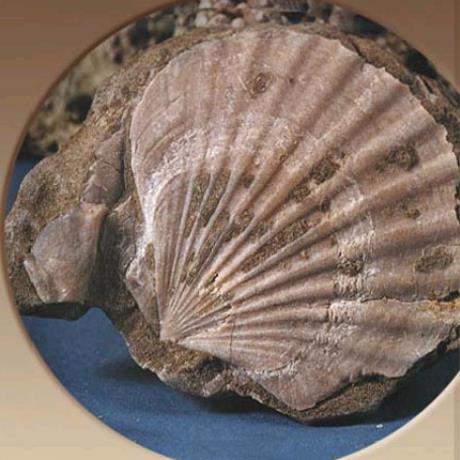 Nostimo fossilized forest - sea fossils, NOSTIMO (Village) KASTORIA