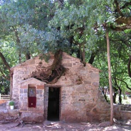 Vastas, Church of St. Theodora (1050-1100) - 17 trees have grown on the roof & water is gushing from its base, VASTAS (Village) MEGALOPOLI