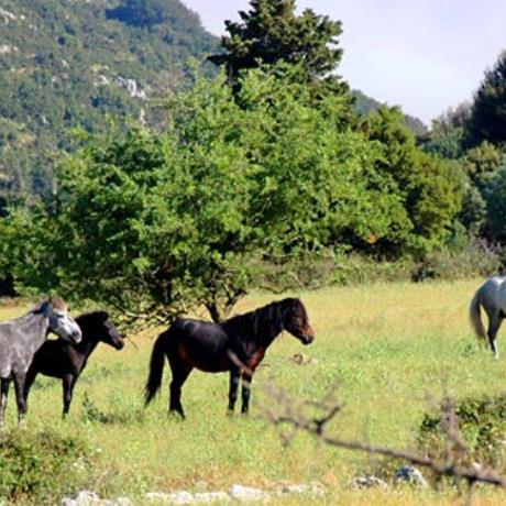 Aenos's Horses (Zoodoxos Pigi Monastery), ENOS (Mountain) KEFALLONIA