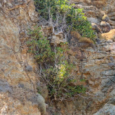 Amazing fig tree growing in the rocks, KATO TIGANI (Beach) MYKONOS