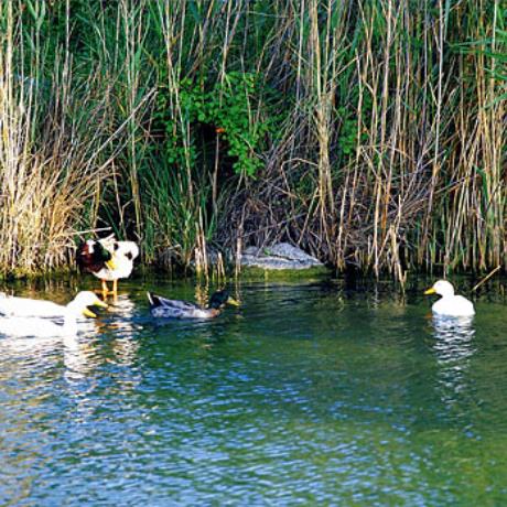 Ducks on a lake, PYLI (Small town) KOS