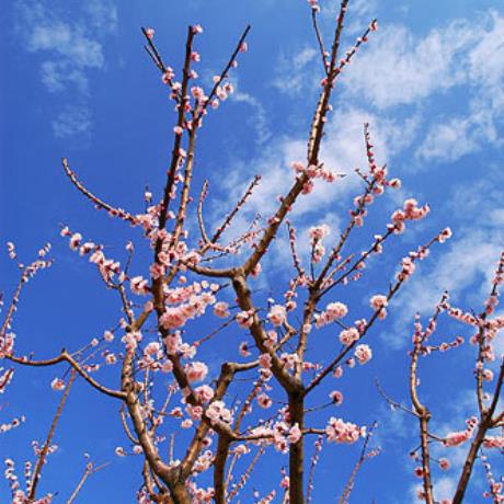 Blossomed almond, PELION (Mountain) MAGNESSIA