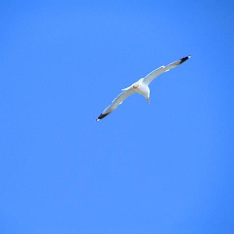 Sea gull, AGIOS IOANNIS PILION (Port) ZAGORA-MOURESI