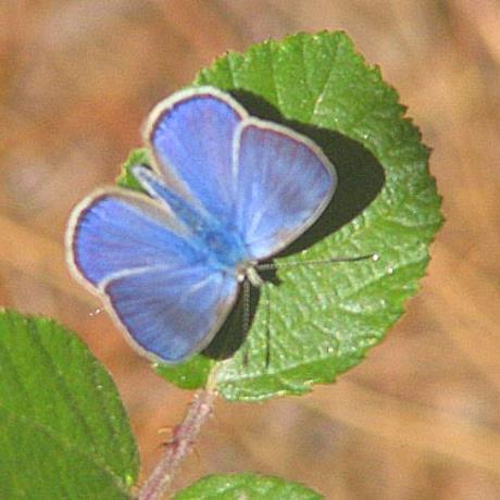 Lepidoptera, Lycaenidae, Glaucopsyche Paphos, SKYRITIDA (Municipality) ARCADIA