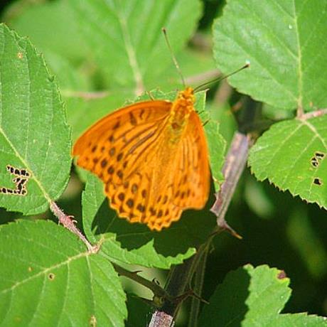 Lepidoptera, Nymphalidae, Argynnis Paphia, SKYRITIDA (Municipality) ARCADIA