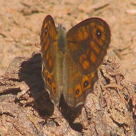 Butterfly, SKYRITIDA (Municipality) ARCADIA
