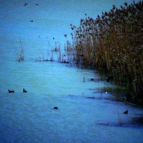 Wildlife at Agra Lake, AGRA (Lake) PELLA