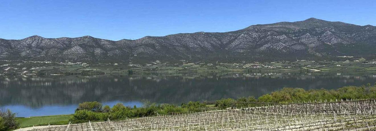 The vineyard above the lake Polyfytou