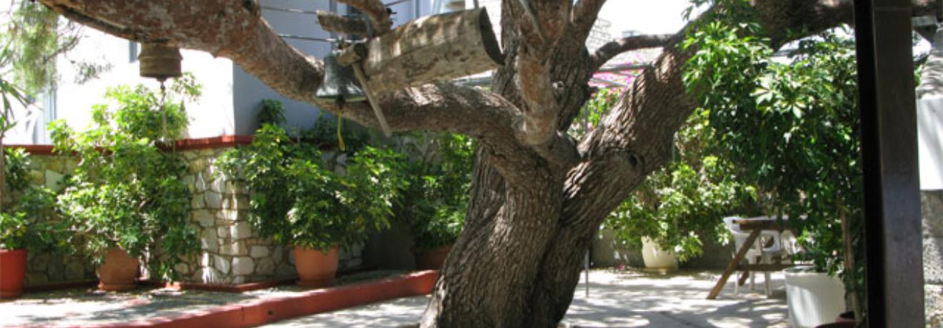 Tree of Agios Savas